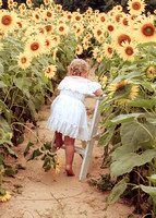 Sunflower Mini - Alivia Grace